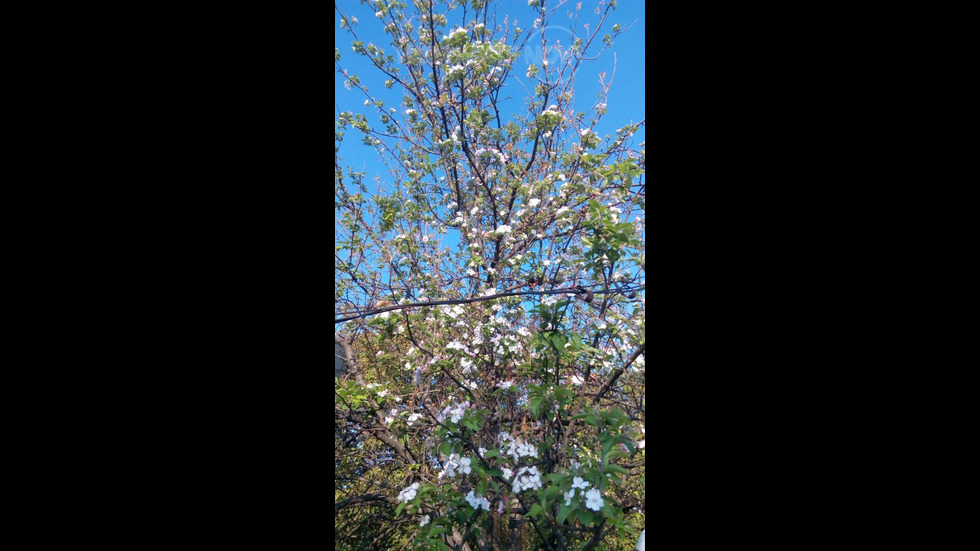 Цъфнала ябълка