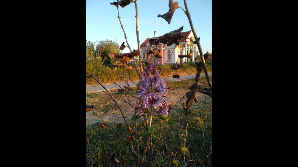 Цъфнал люляк