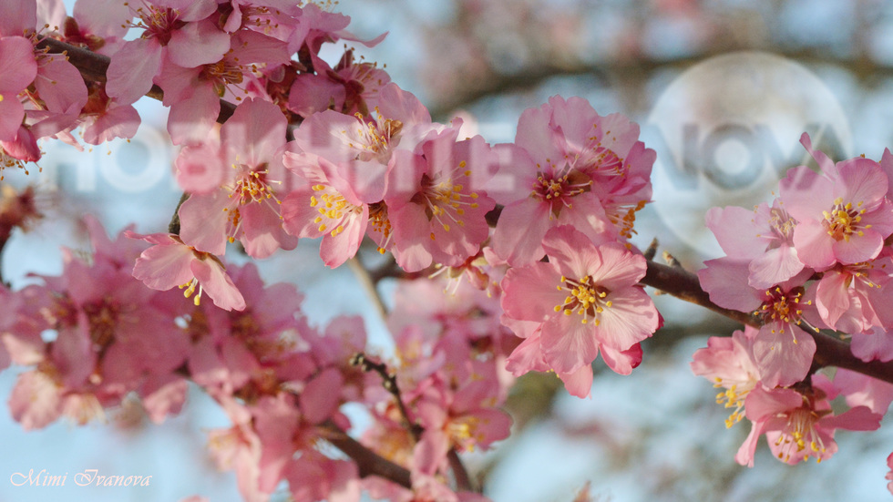 Красива пролет е край Варна..