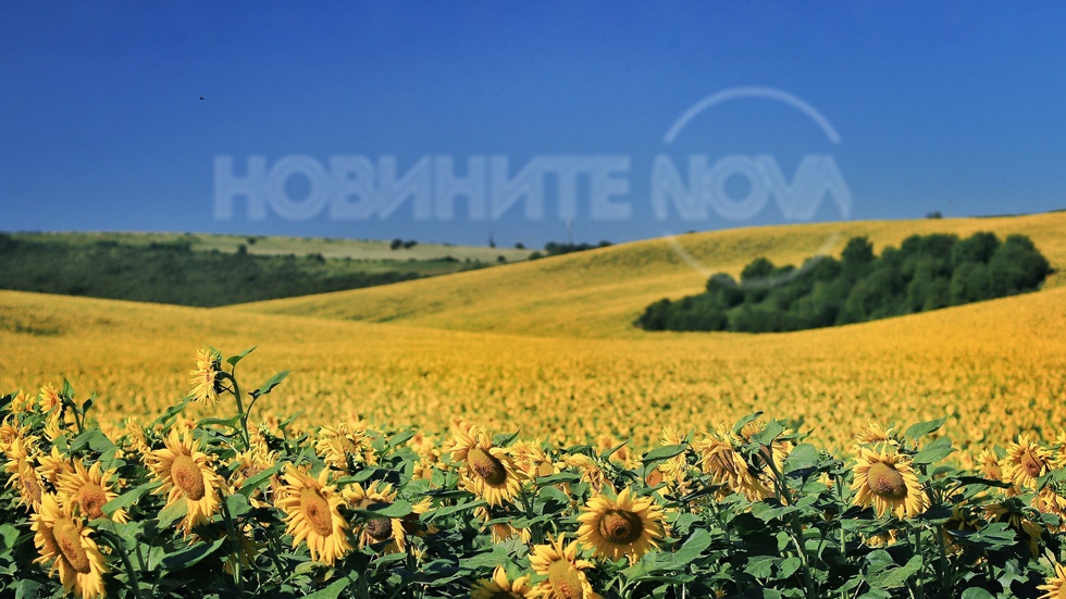 Грейнали слънца