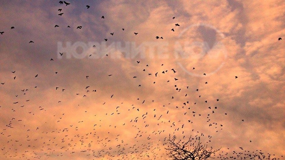 Безброй птици в небето по залез
