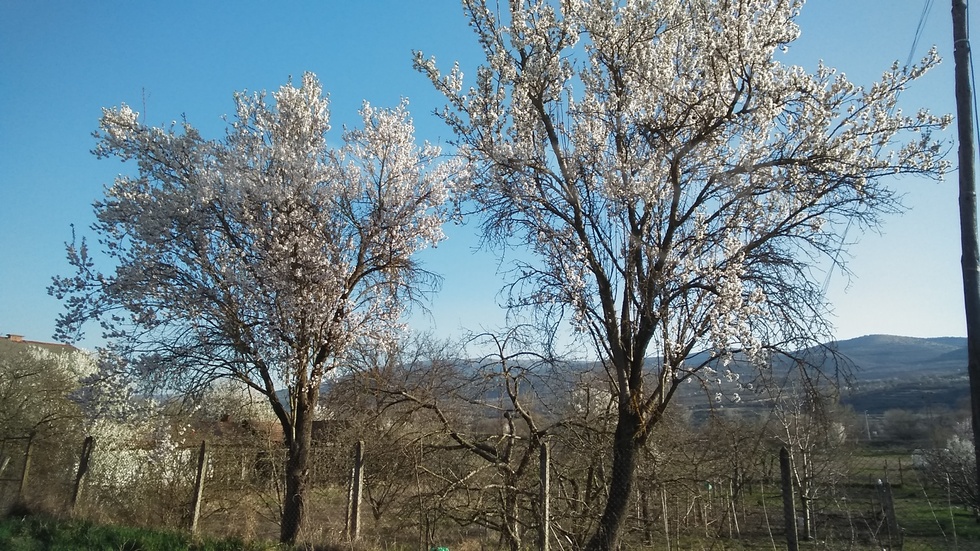 И бадемите цъфнаха