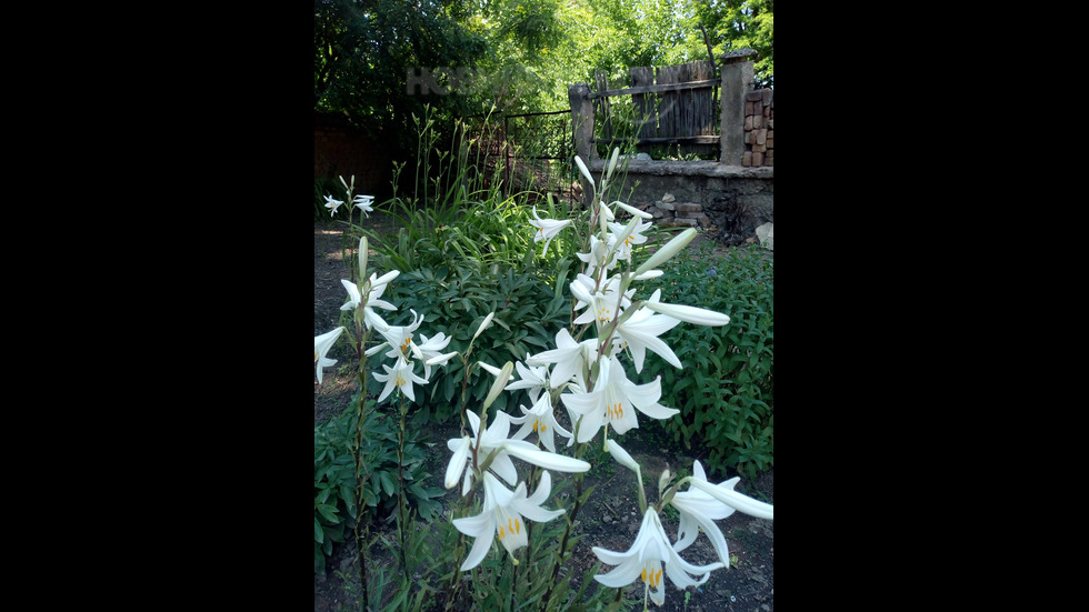 Чисто бяло цвете...