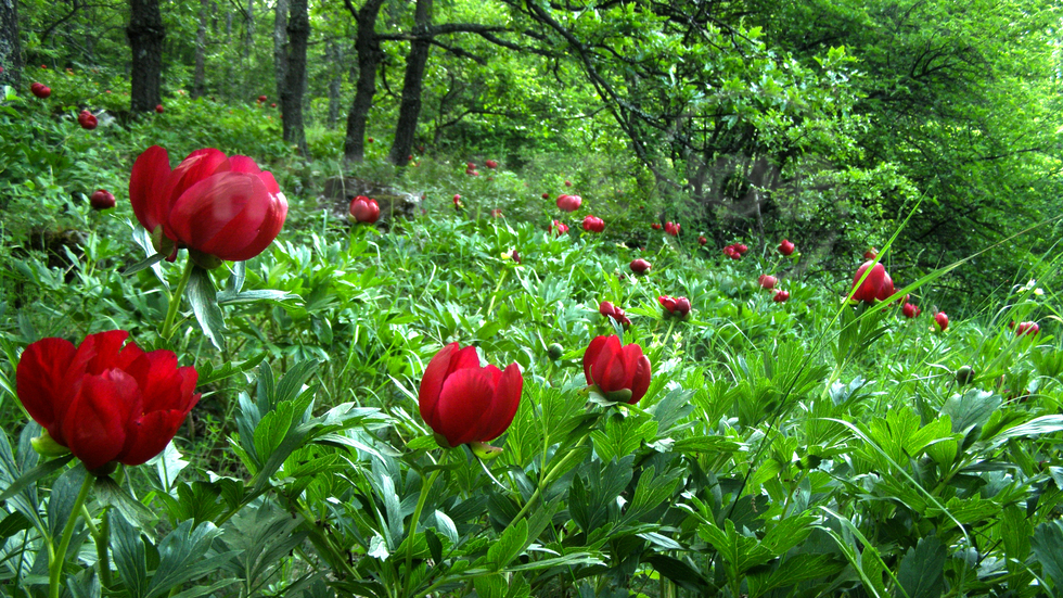 Божури в една вековна дъбова гора