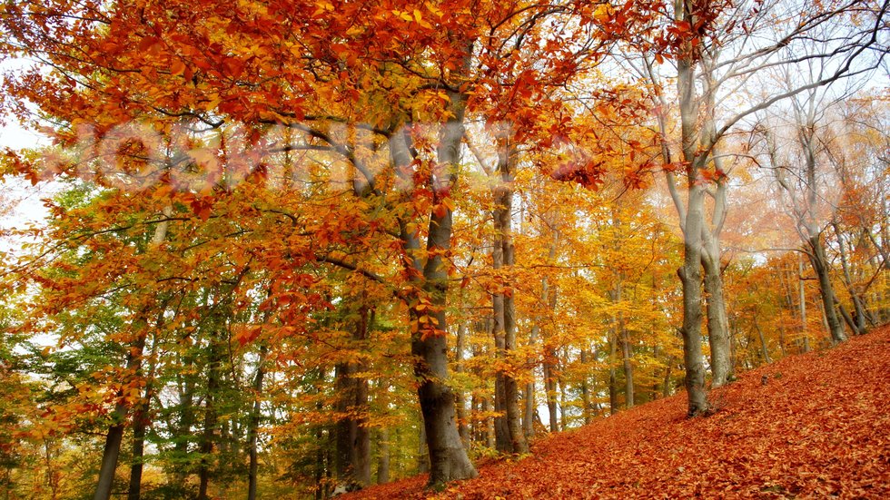 Есен в Котленския Балкан