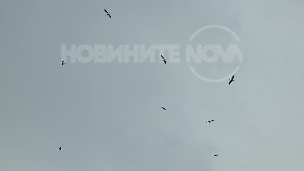 Ято щъркели краси облачното небе!