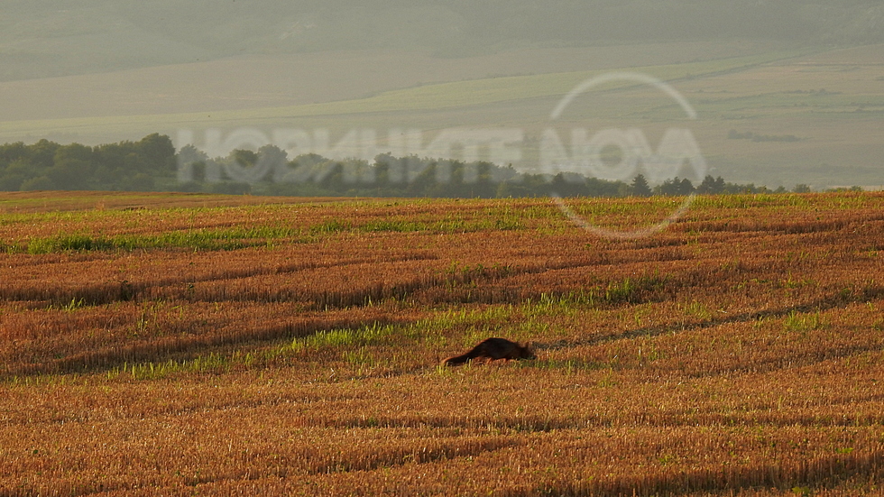 По залез ... лисица в нивата!