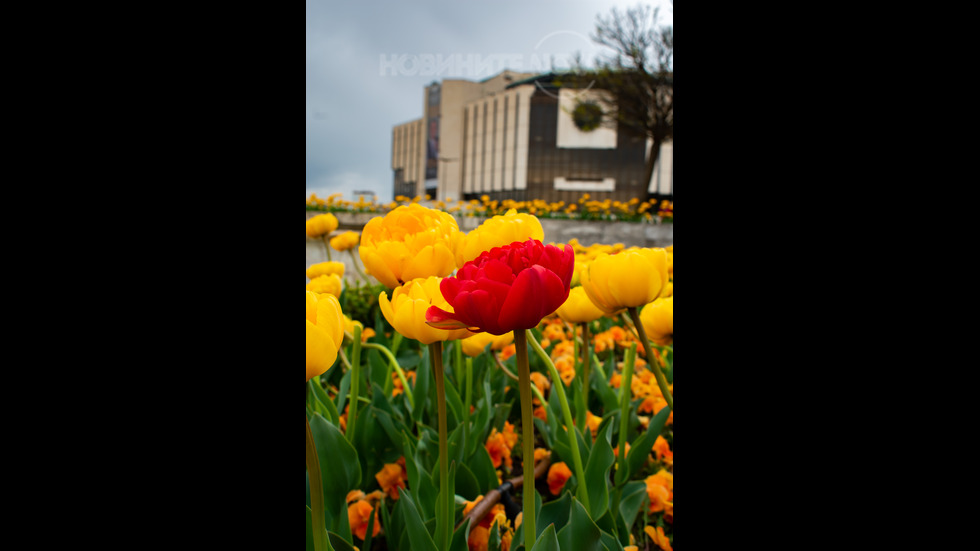 Едно червено лале сред жълтите