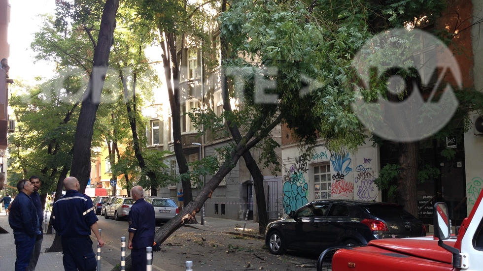 Поредно паднало дърво в София