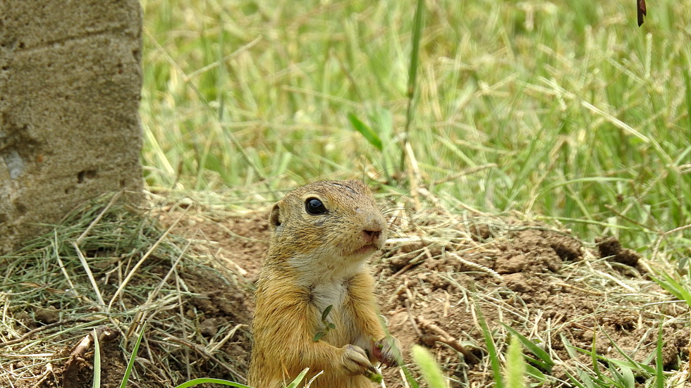 Любопитното лалугерче!
