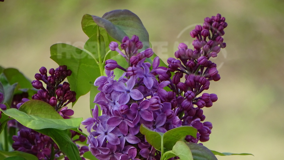 Уханен люляк