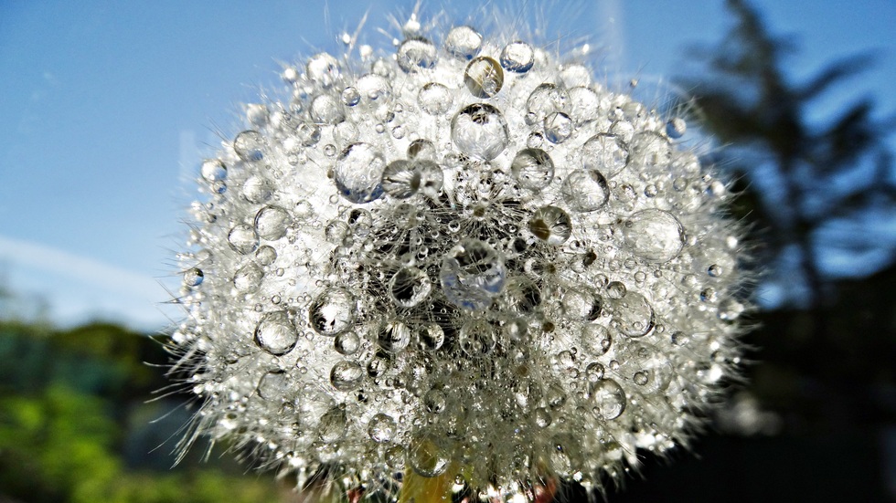 Дъждовни перлички..