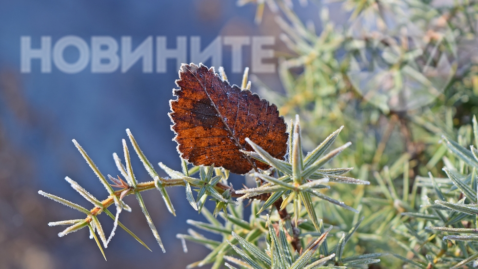 В студеното утро винаги има красота