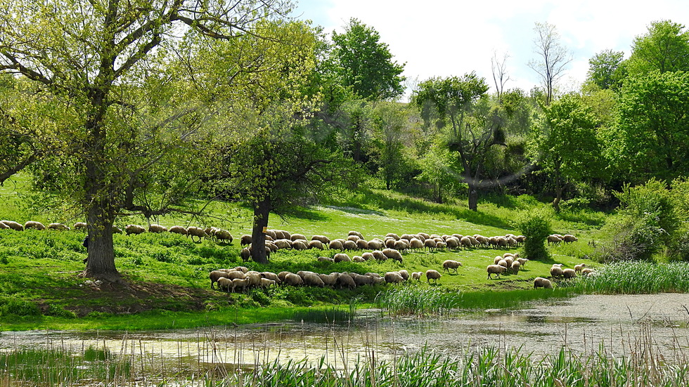 Пасторално!