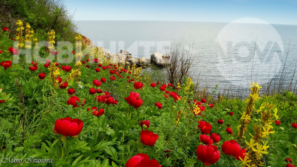 Диви божури красят морския бряг на Яйлата..