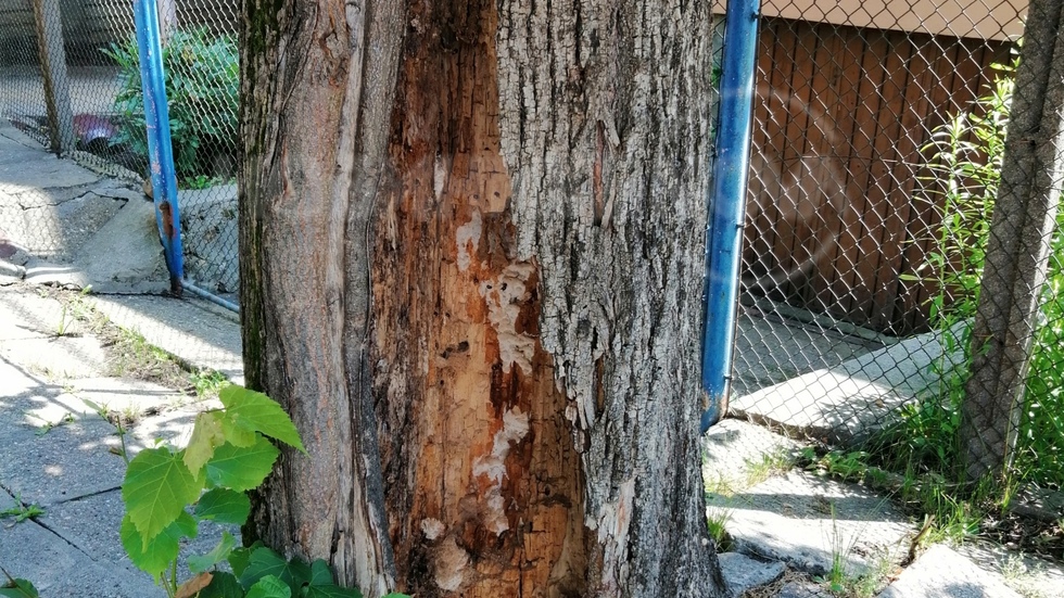 Опасно изгнило дърво в София