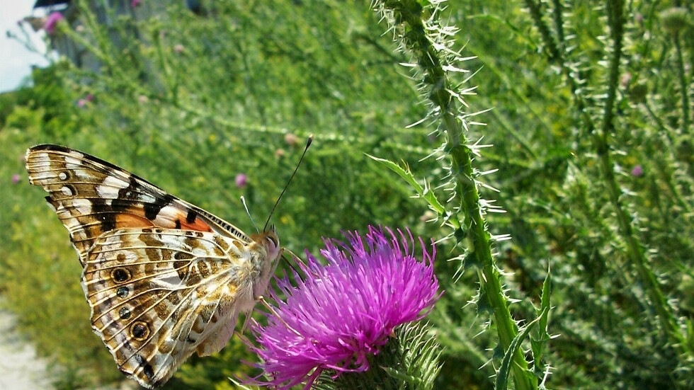 Пеперуден ден!