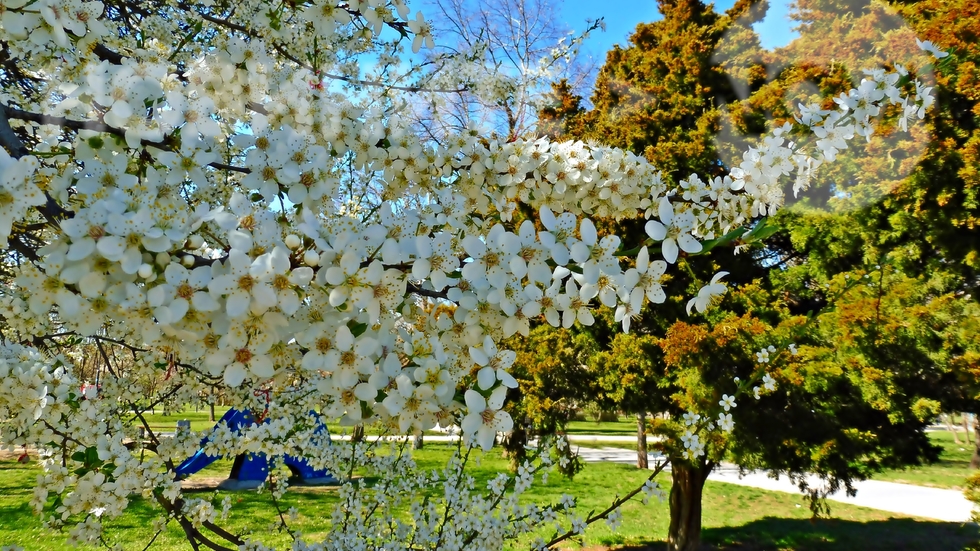 Пролет в парка