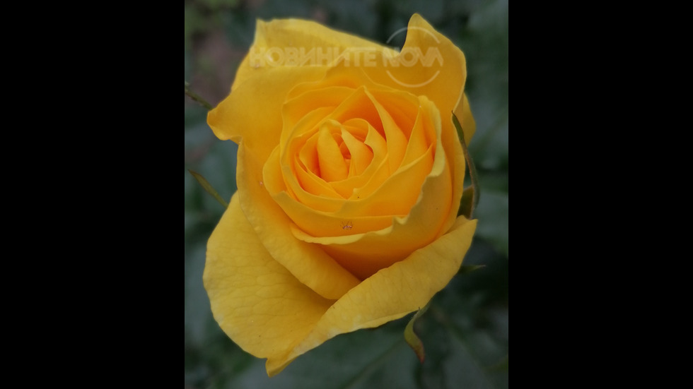 Жълта роза!