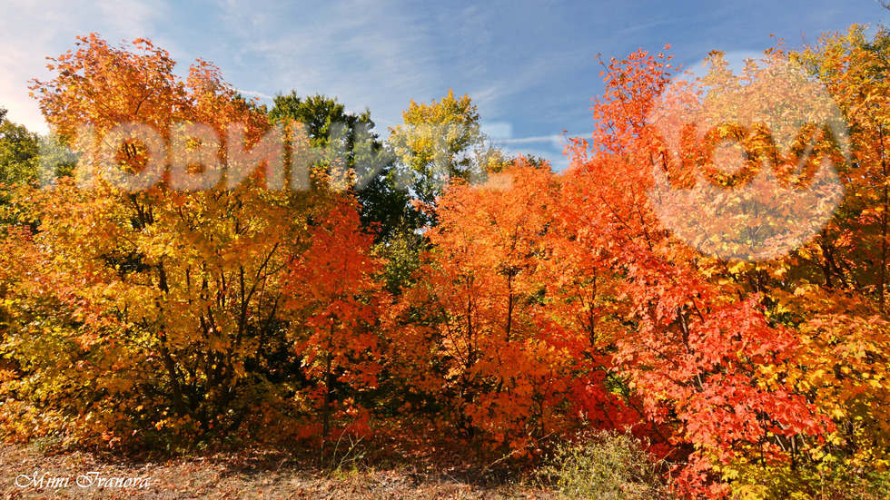 Есента - най-цветният сезон!