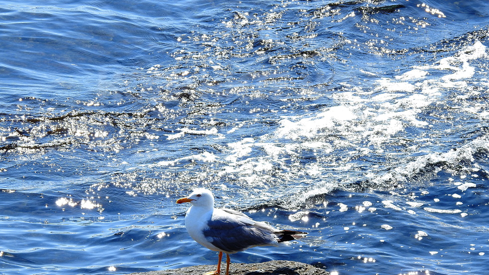 Слънчеви ласки в морето!