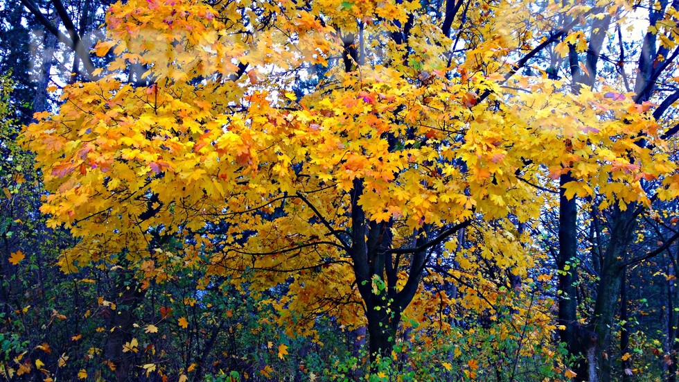 Сред тихия шепот на есенния листопад