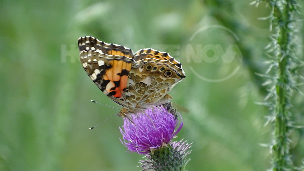 Честит Еньовден!