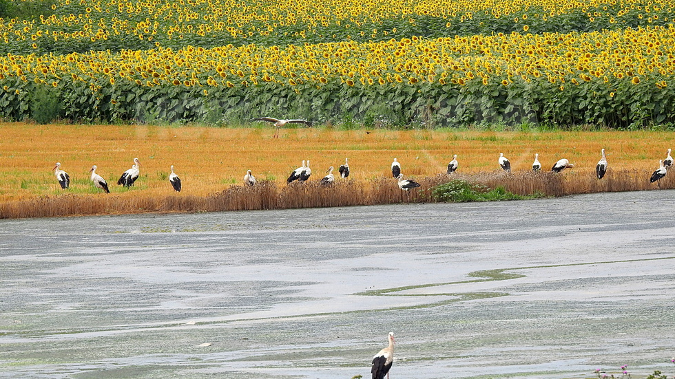 Ято щъркели край слънчогледите - като в приказка!