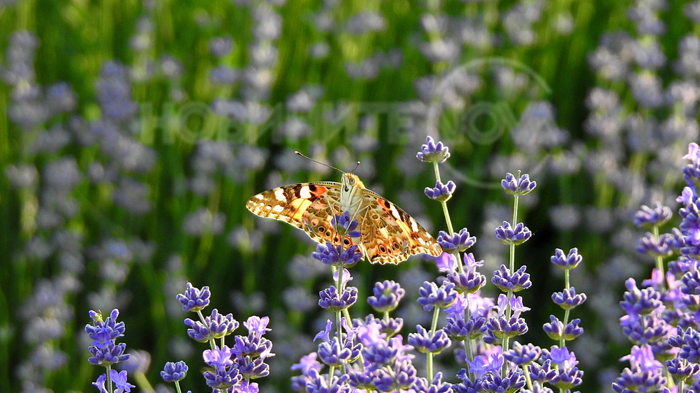 Привечер край лавандулата!