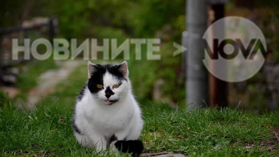 Единственият ни посрещач в китното и все още автентично с. Косово в Родопите