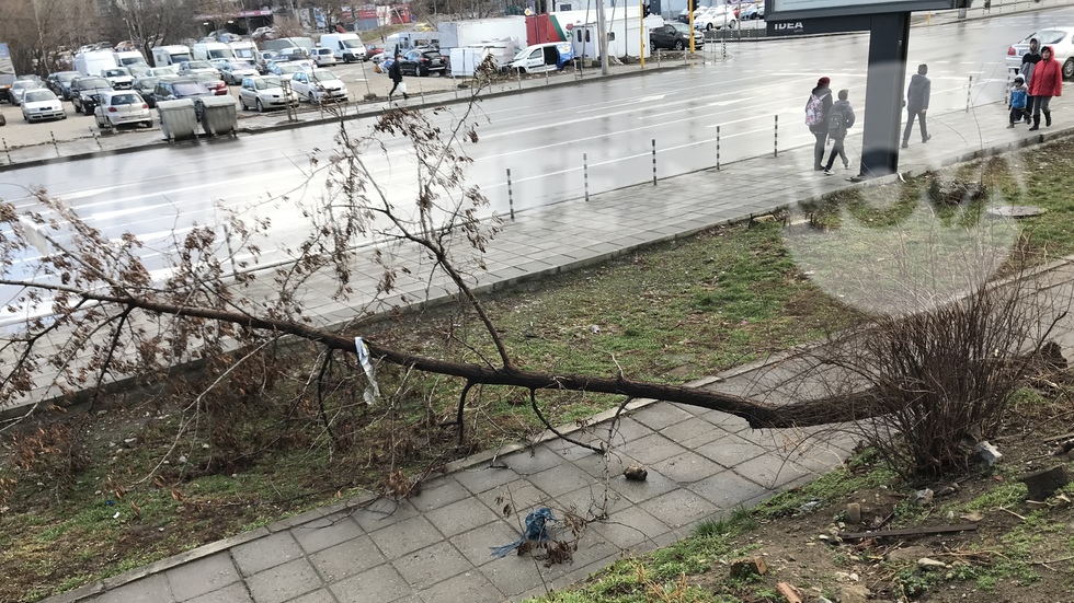 Опасни дървета в Зона Б-5, блок 2