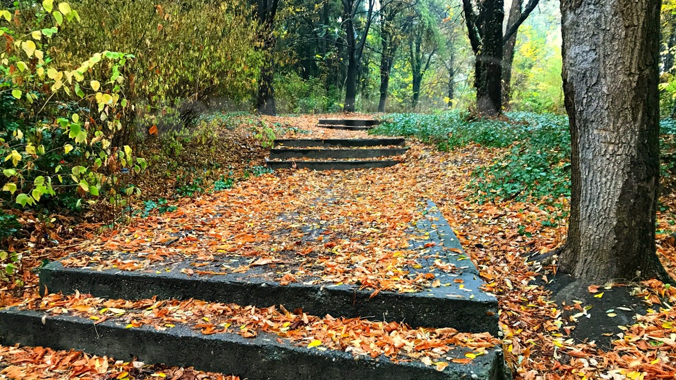 По стълбички от мокри есенни листа