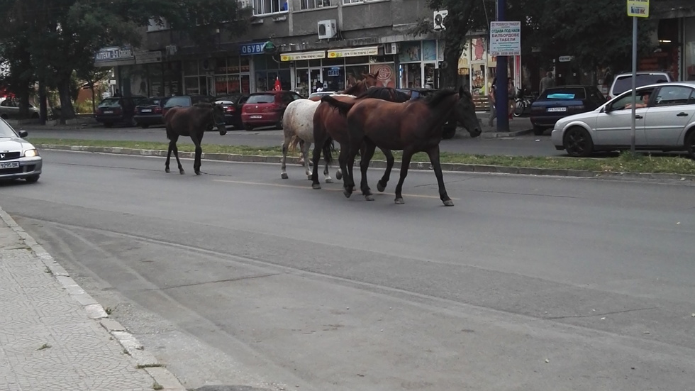 Коне по улиците на Пазарджик