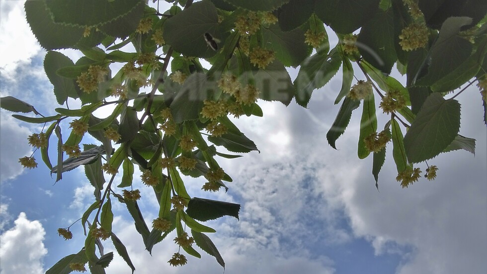 Ухание на цъфнали липи