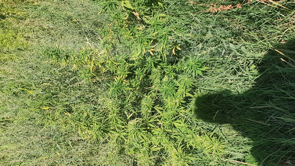 Марихуана в слънчогледа