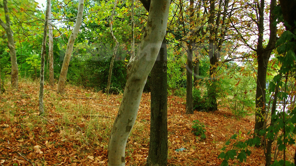 По килимчето на есента!