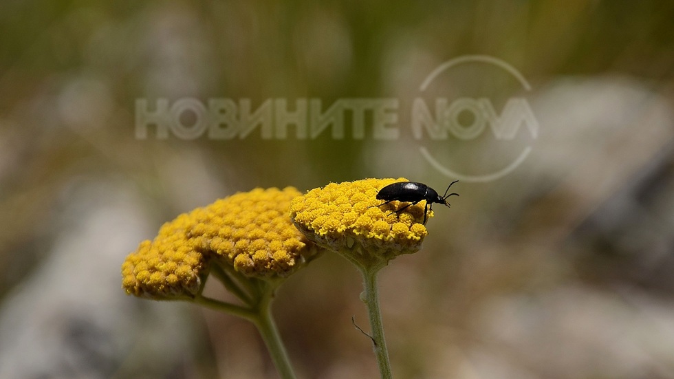 Жълт равнец и бръмбарче!