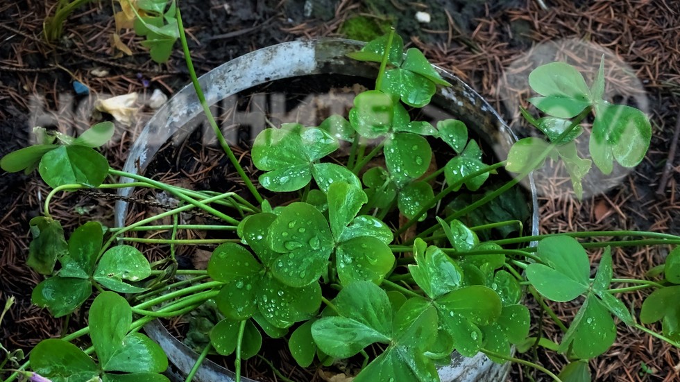 Дъждовна неделя