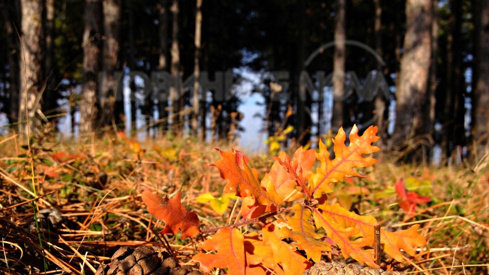 Слънчево настроение в есенната гора