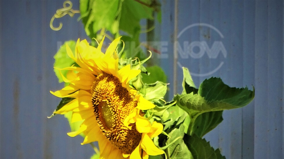 Усмихната да Ви е новата седмица!