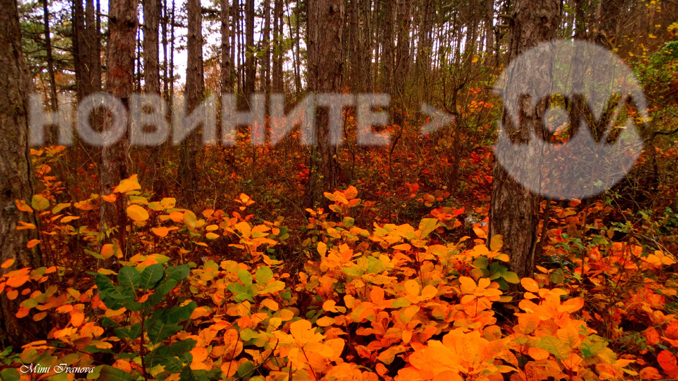 Във вълшебната есенна гора..