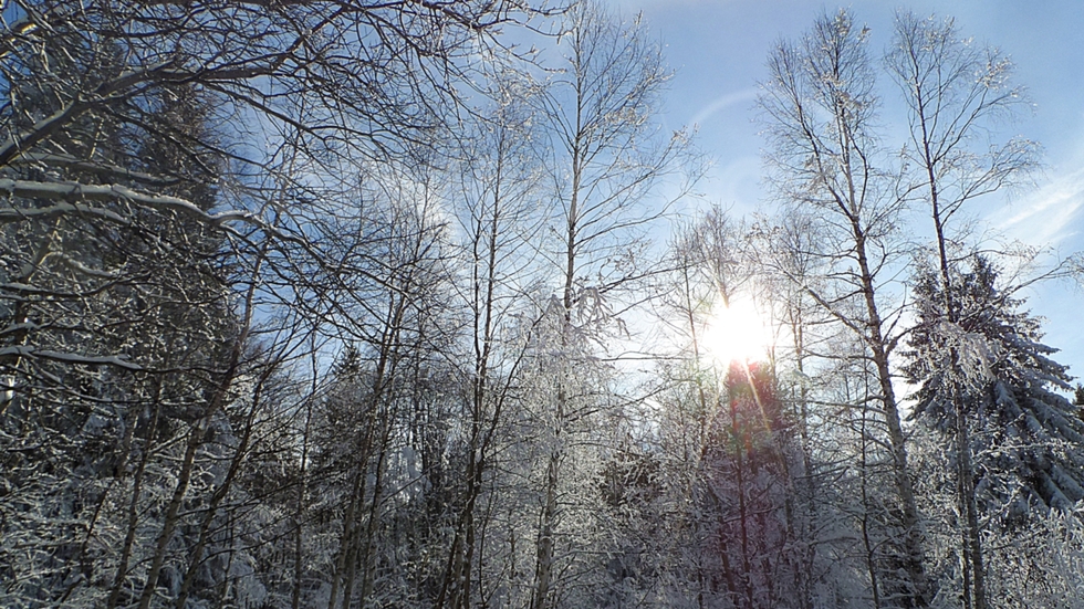 Зимно слънце