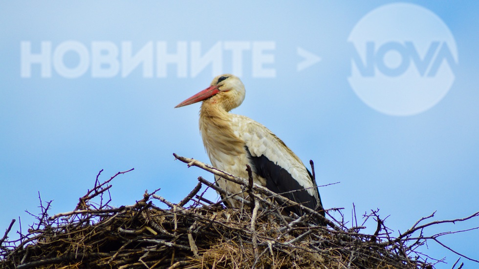 Щъркел в Драгоман