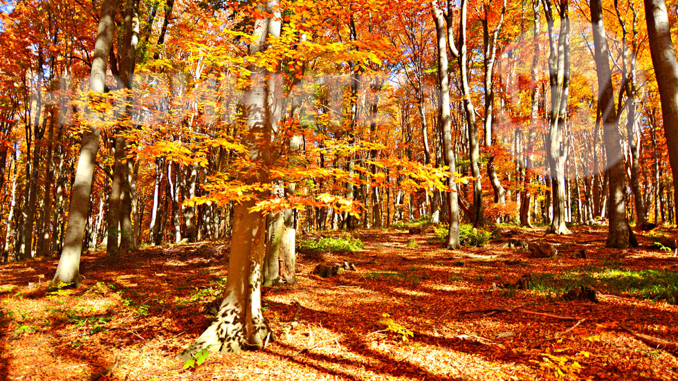 В слънчевата есенна гора