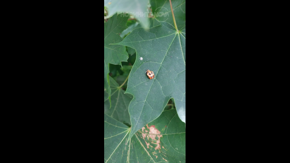 Кърлеж в паркове?