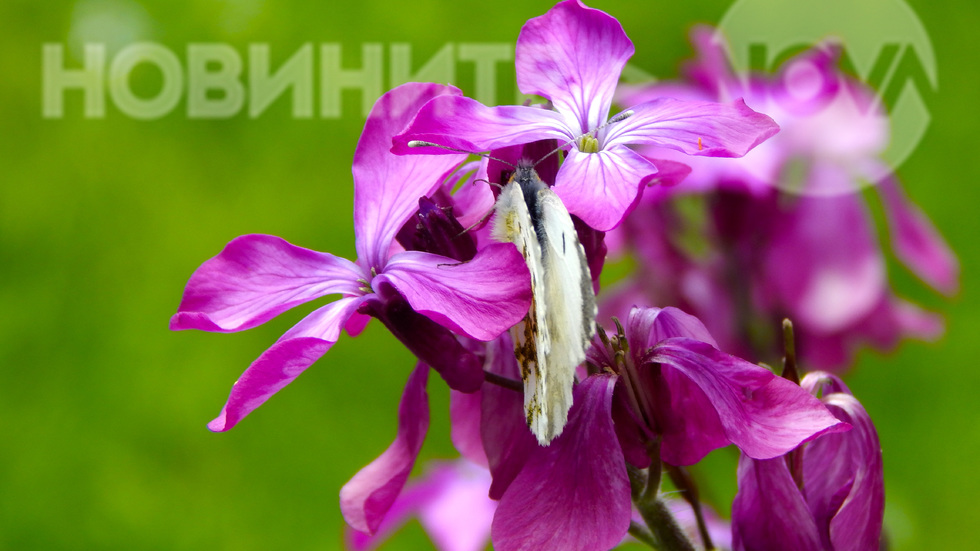 Сгушена в пролетните багри