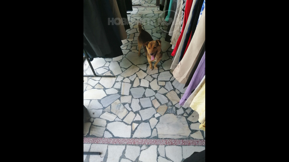 Куче в магазин