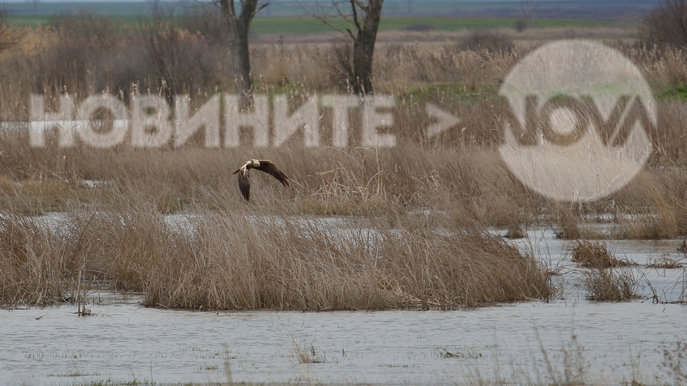 В търсене на храна