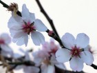 Бум на алергиите с настъпването на пролетта