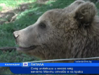 След инжекции и много мед мечето Монти отново е на крака